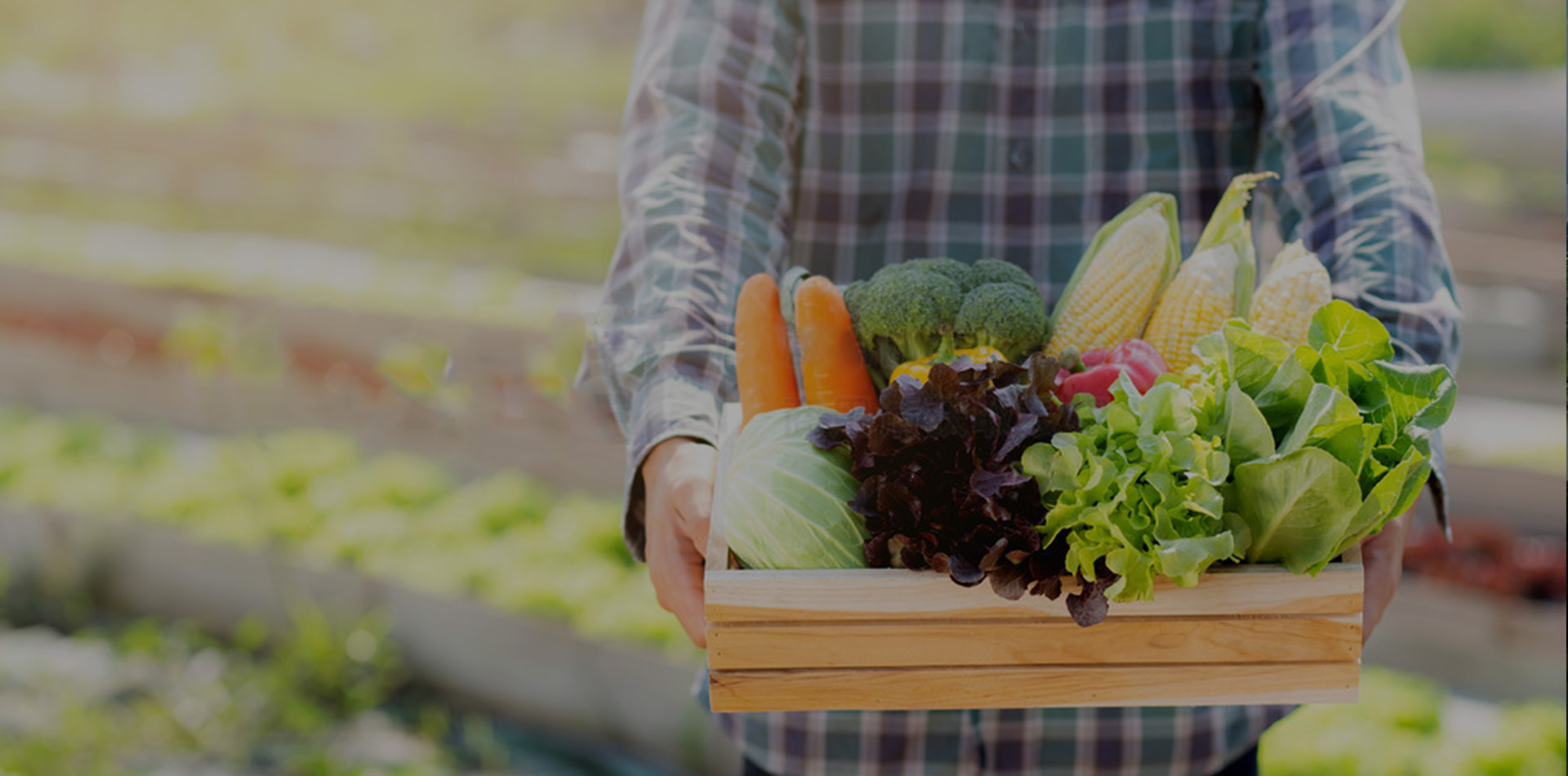 供應(yīng)基地和供應(yīng)商